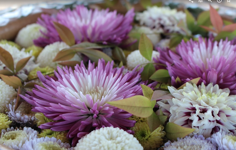 Chrysanthemum, a birthday flower of September 9th photo
