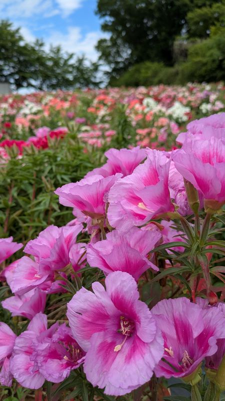 Godetia, a birthday flower of May 23rd photo