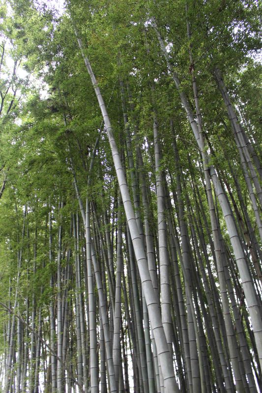 Bamboo in Japan: A Quiet Tribute on World Bamboo Day photo