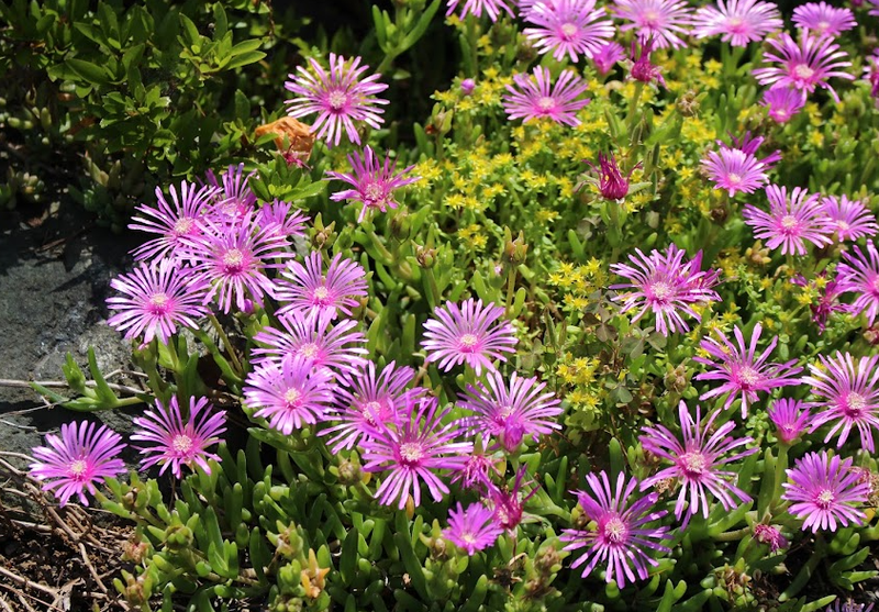 Trailing Ice Plant, a birthday flower of July 1st photo