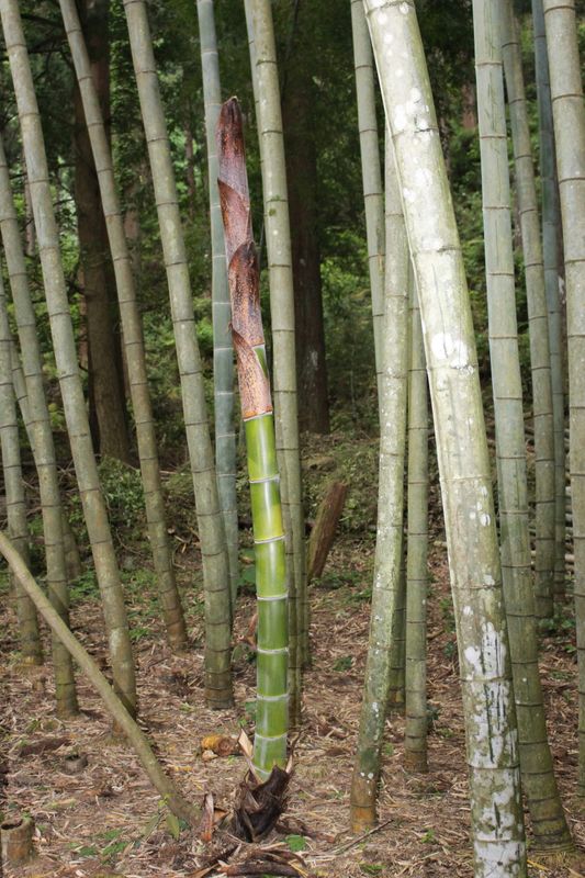Bamboo shoots sprout photo