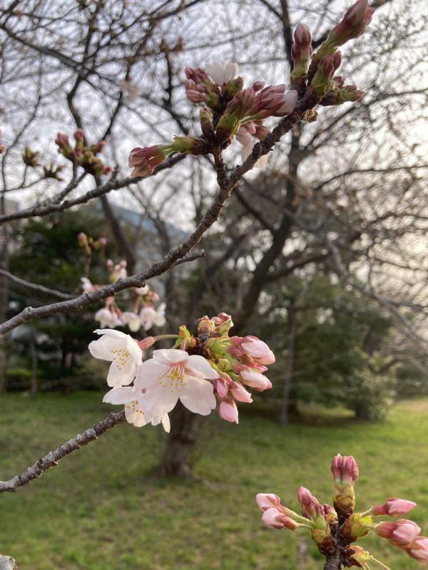 Finally, Sakura Season 2024 is here! photo
