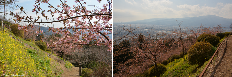 Matsuda Cherry Blossom Festival photo