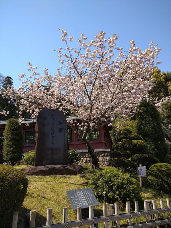 Shiogamazakura: More Than Just A Pretty Tree photo