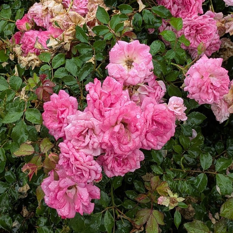 It is also the day of the miniature rose photo