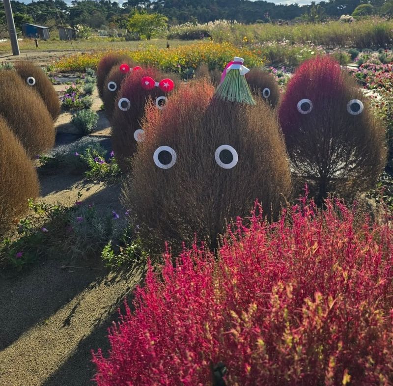 Only in Japan: kochia with eyes photo