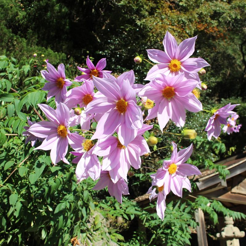 Is the Dahlia imperialis your birthday flower? photo