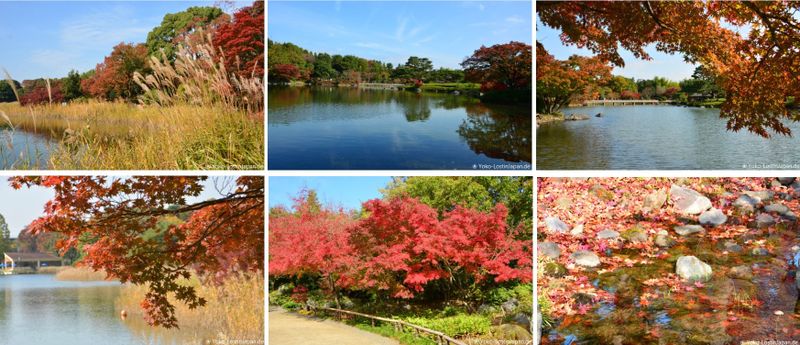 Impressions of Japan: Showa Kinen Koen Autumn 2017 photo