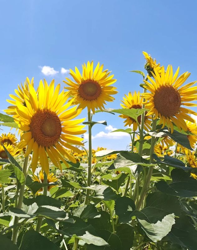 Tsunan Sunflower event opens from tomorrow! photo
