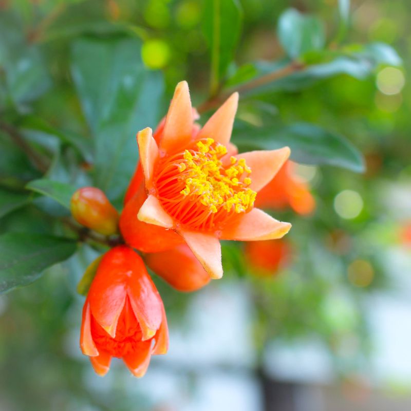 Is pomegranate your birthday flower/ photo