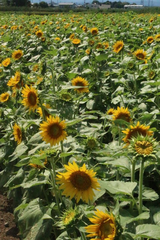 Fall flowers: sunflowers photo