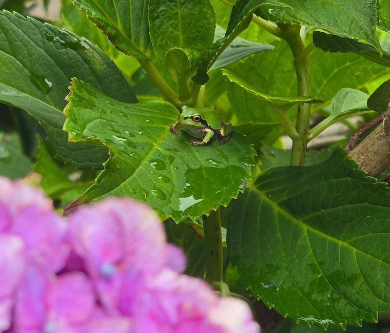 Frog season! photo