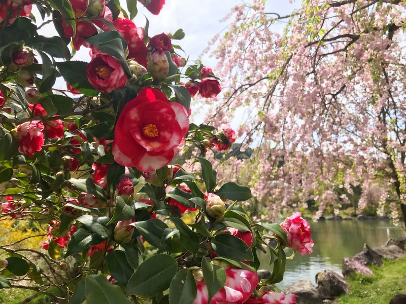 Mengatakan sayonara kepada sakura di Golden Week photo