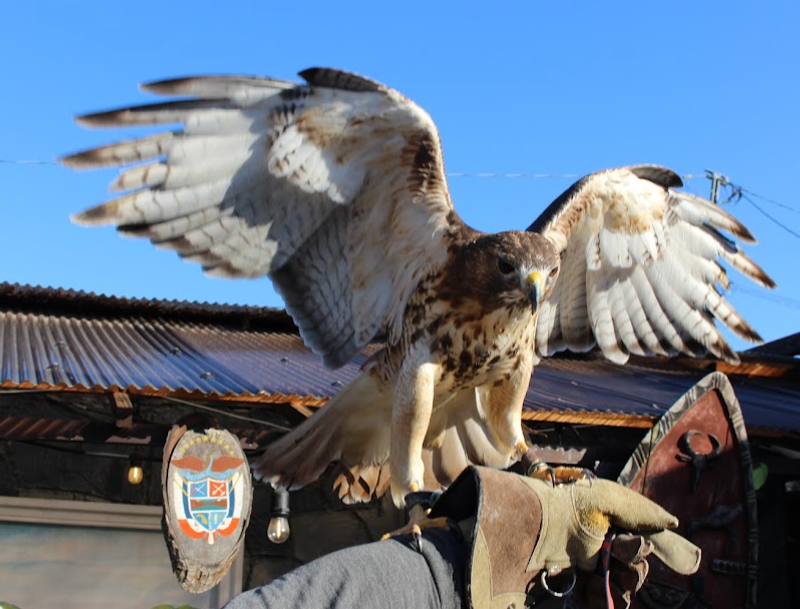 Microseason: Hawks Learn To Fly photo