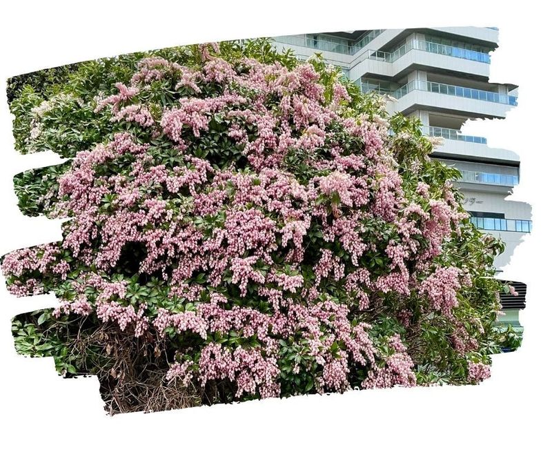 Happy vernal equinox and asebi blooming photo