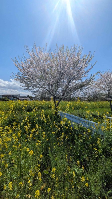 "Seimei", Pure and Clear Solar Term photo