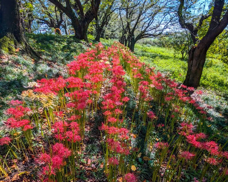 Fall traditions: a visit to the kohiganbana photo