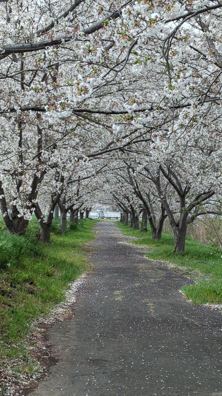 Cherry blossom lingo: a tunnel of cherry blossoms photo