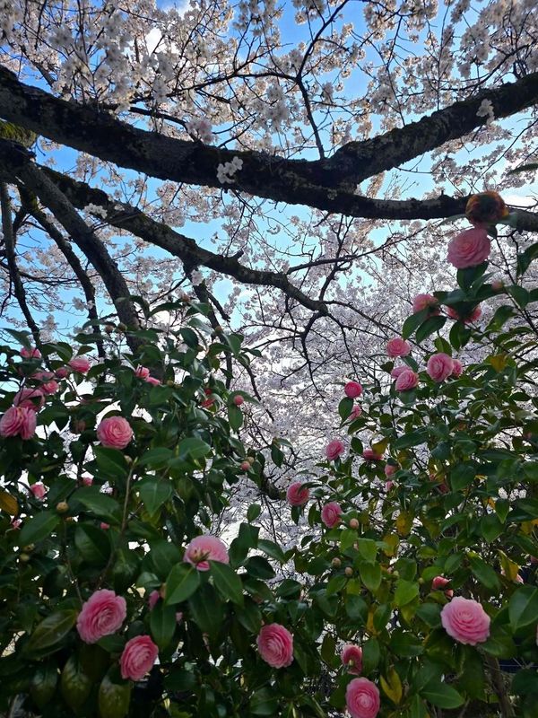 Camellia and sakura at the same time! photo
