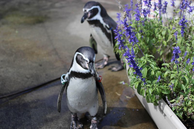 World Penguin Day in Japan photo