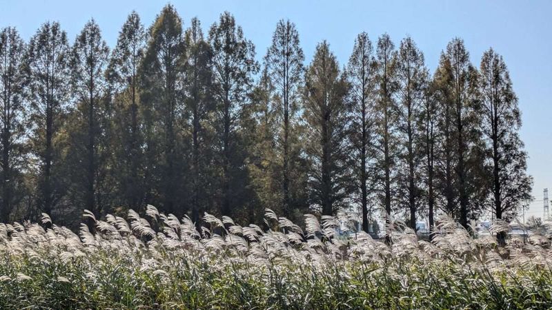 Is Pampas grass your birthday "flower"?  photo