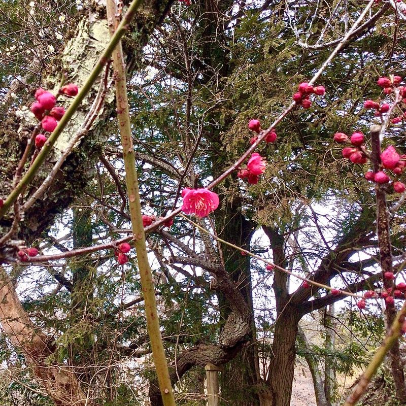 Hello, February fragrant blossoms photo