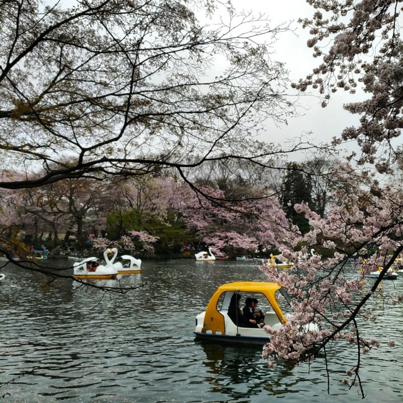 Japan by the Water: The Inokashira Pond photo