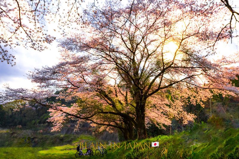 The Three Greatest Sakura Cherry Blossom Trees Of Japan photo