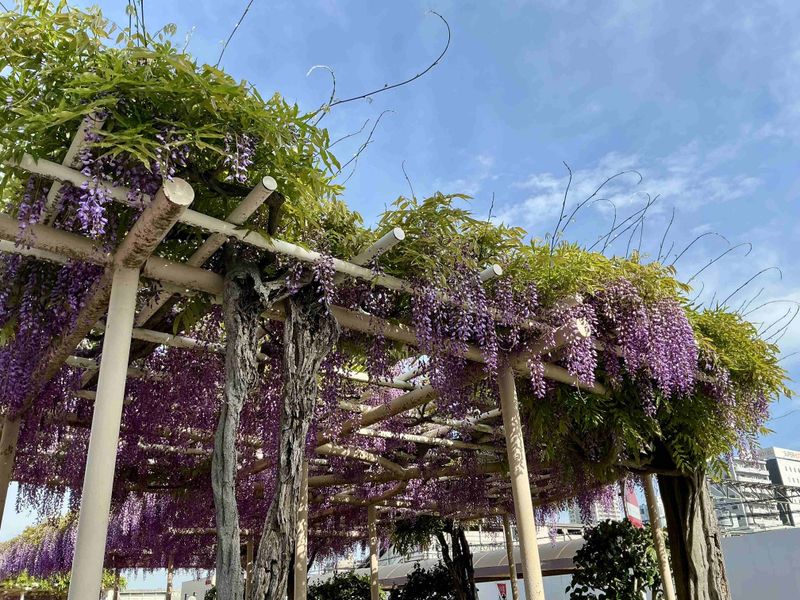 Wisteria SPOT REPORT photo