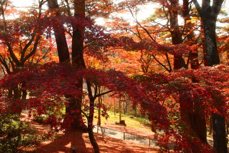 What to enjoy in autumn in Japan photo