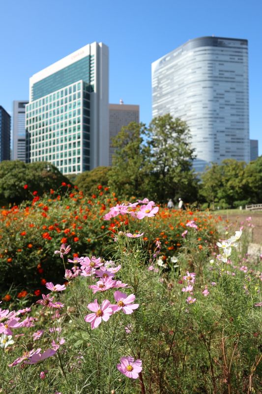 A visit to the Hamarikyu Gardens, Tokyo photo