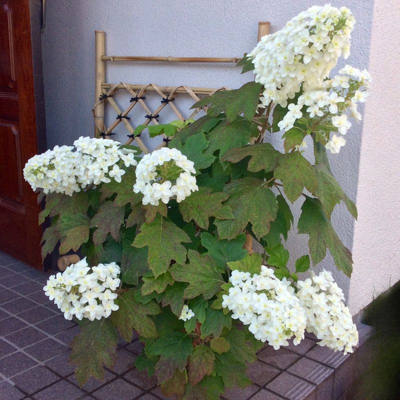 Rainy Season in Japan: Oakleaf Hydrangeas photo