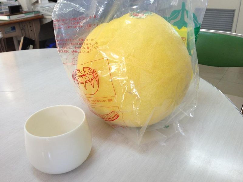 TtoE The world's largest citrus photo