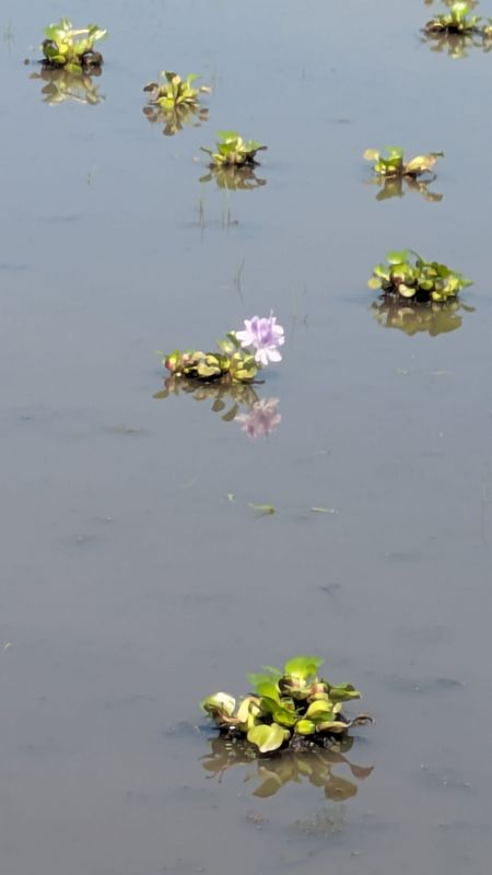 The water hyacinth have started to bloom photo