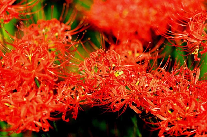 Spider Lilies Mark the Start of Autumn in Japan photo