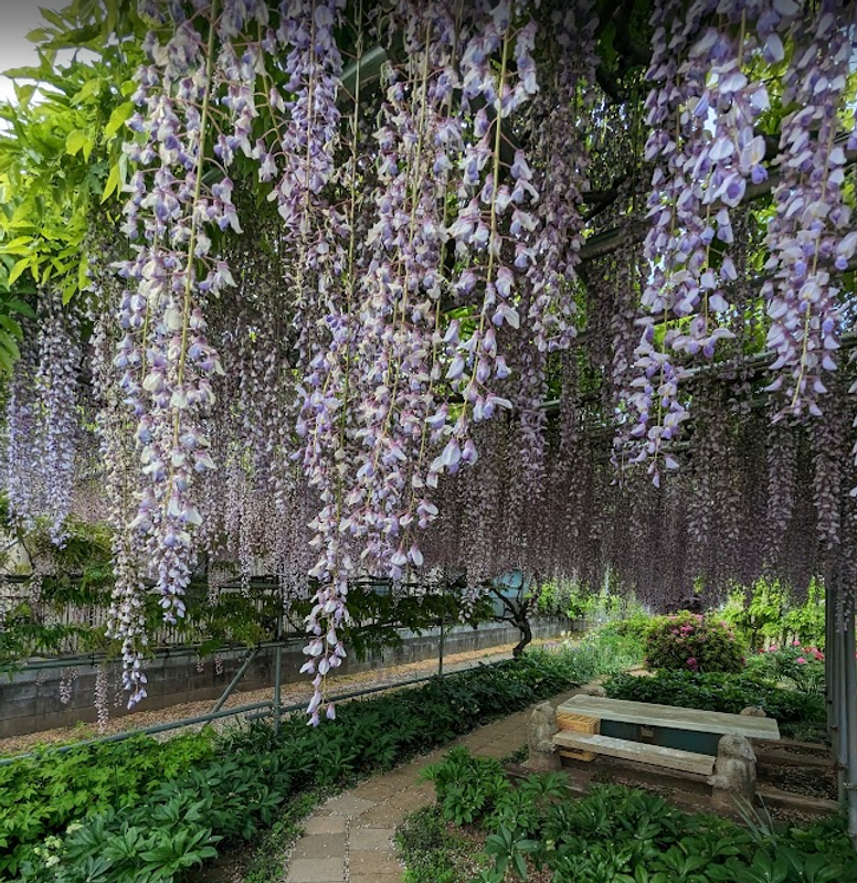 Wisteria, a birthday flower of April 29th photo