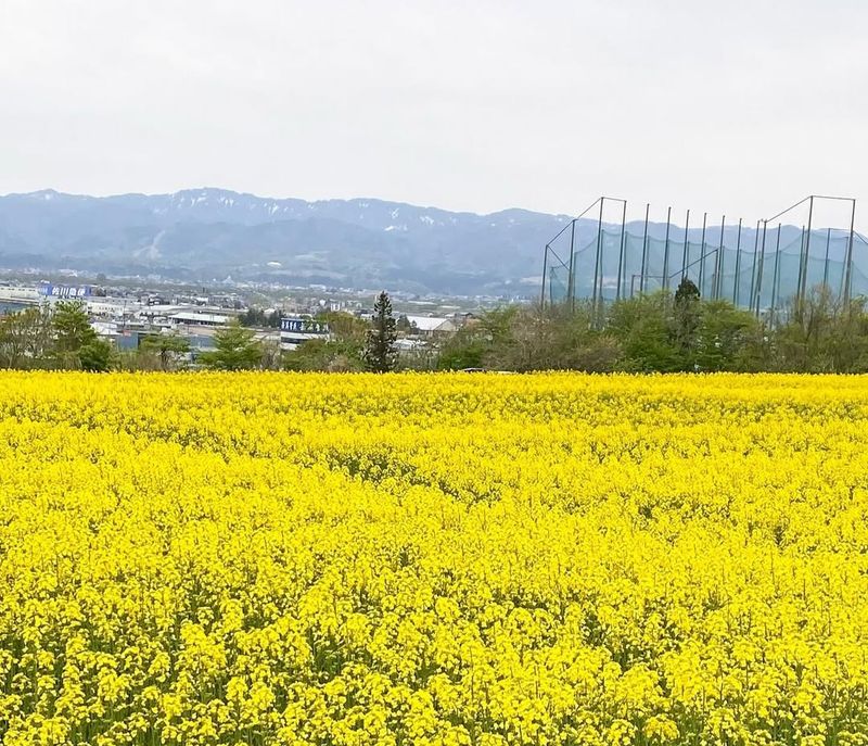 Grateful for Golden Week photo
