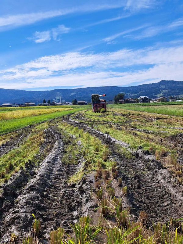 The mad dash to get the rice harvested photo
