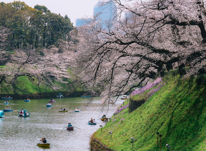 Cherry blossom on course for early arrival in 2024, expected earliest in Tokyo photo