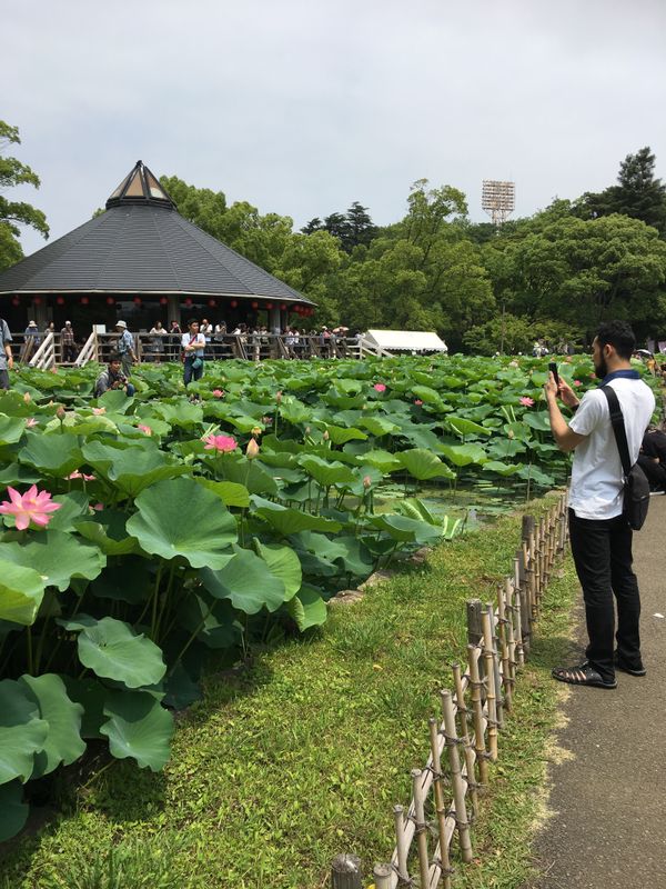 Oga lotus flowers at Chiba Park photo