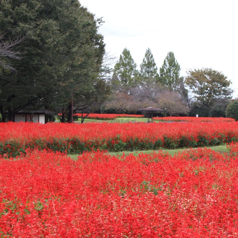 Is Salvia your birth flower? photo