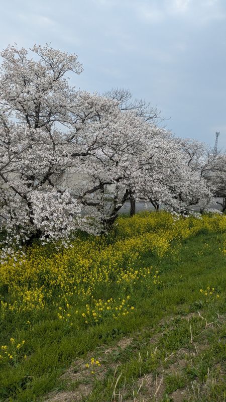 Dozens of "secret" sakura spots around Japan photo