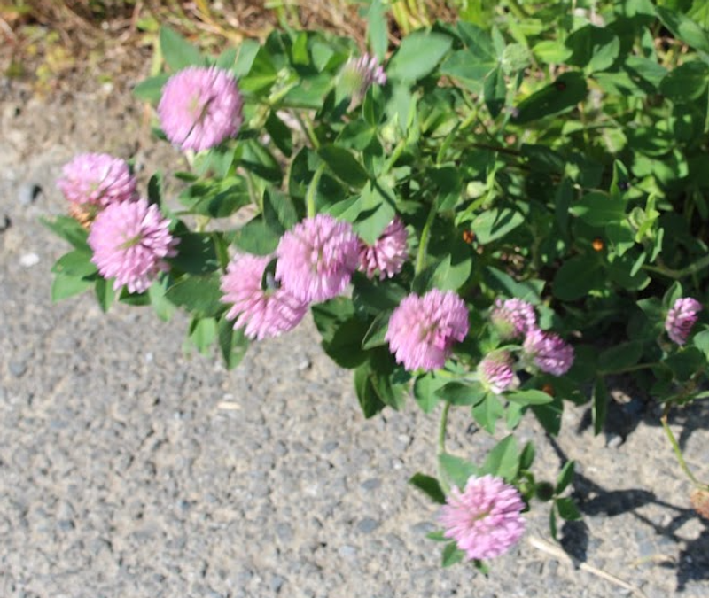 Clover, a birthday flower of August 31st photo