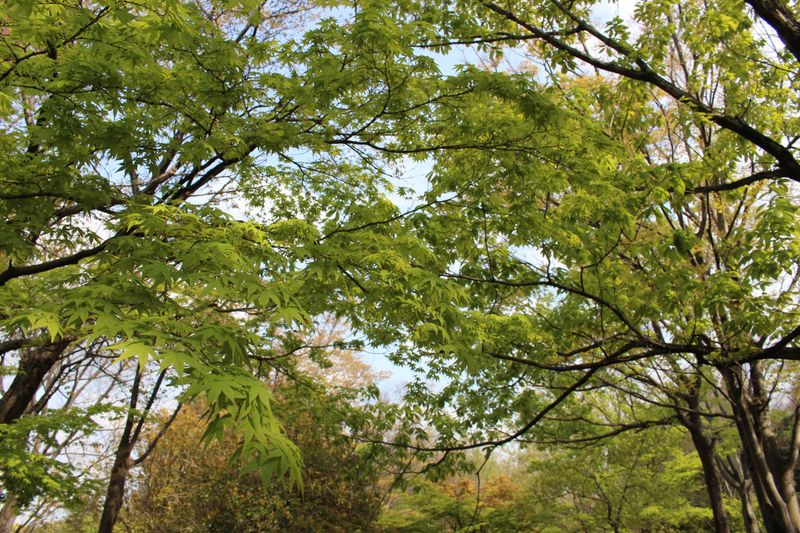 The Different Types of Recreation Forests in Kanto photo