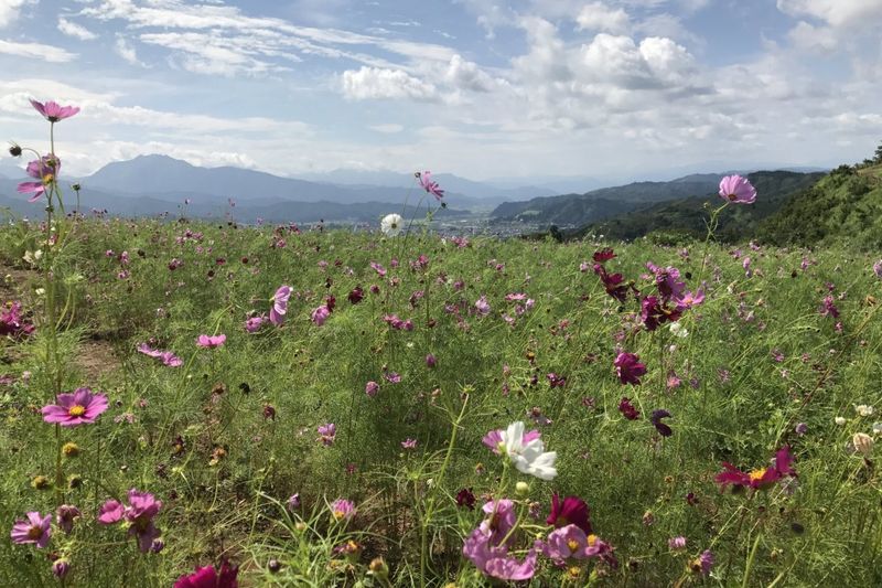 Cosmos rumored to be coming in Lego form! photo