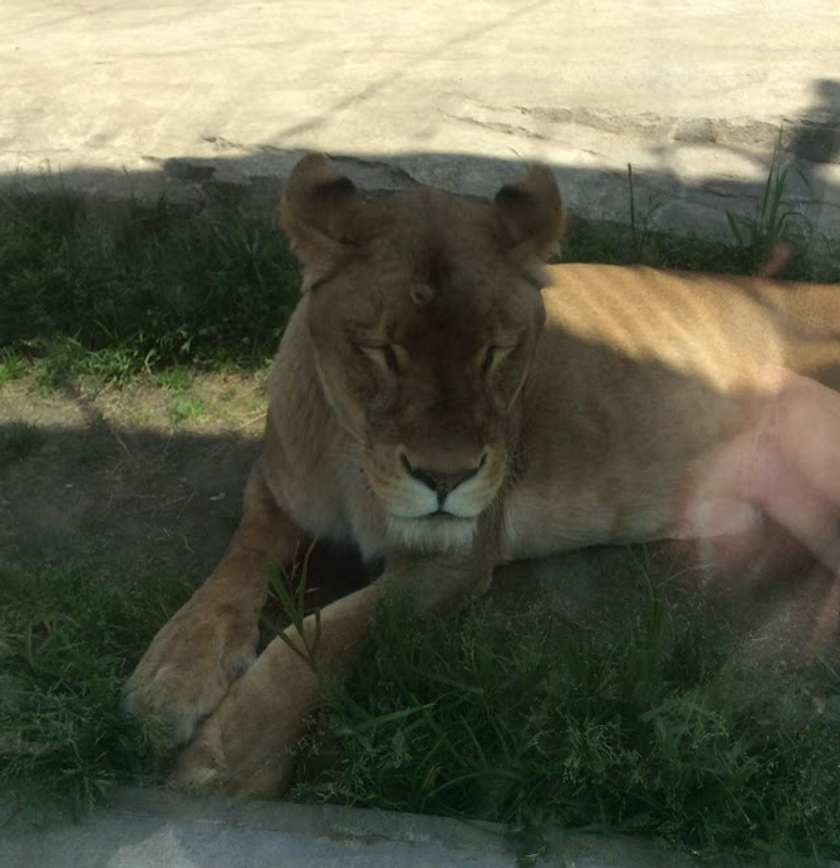 Three Lions Die at Tama Zoo, Heatstroke Suspected photo