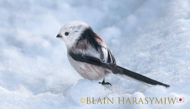 Shima Enaga A Stand-Alone Hokkaido Avian Species photo