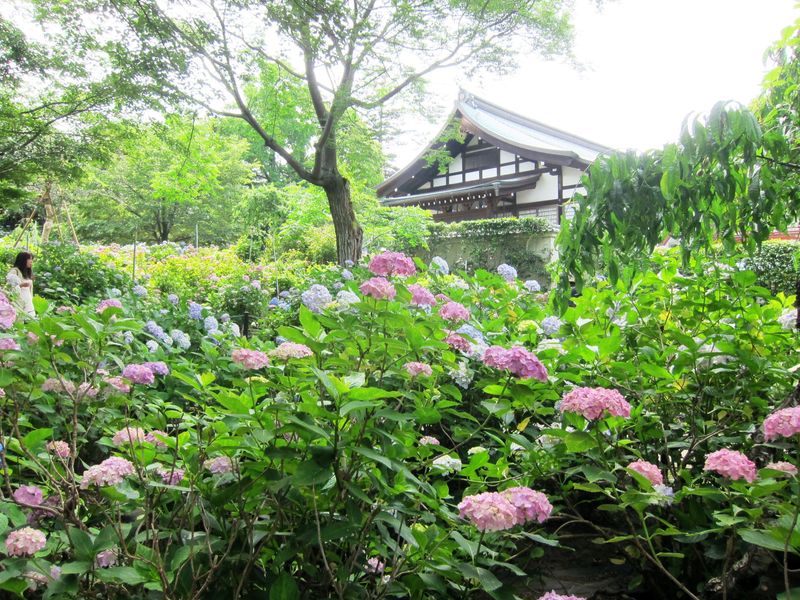 Hondoji Temple – the hydrangea paradise photo