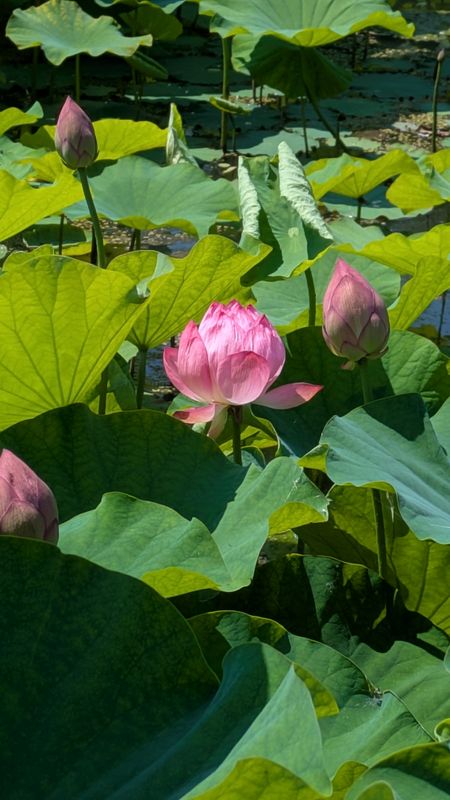 Summer flowers in Japan: Lotus  photo