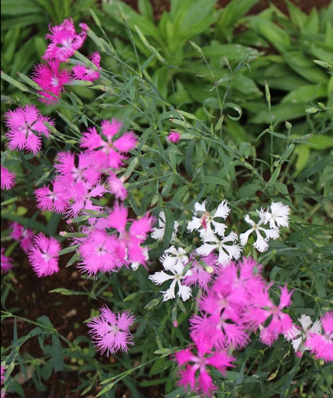 Dianthus, a birthday flower of July 14th photo